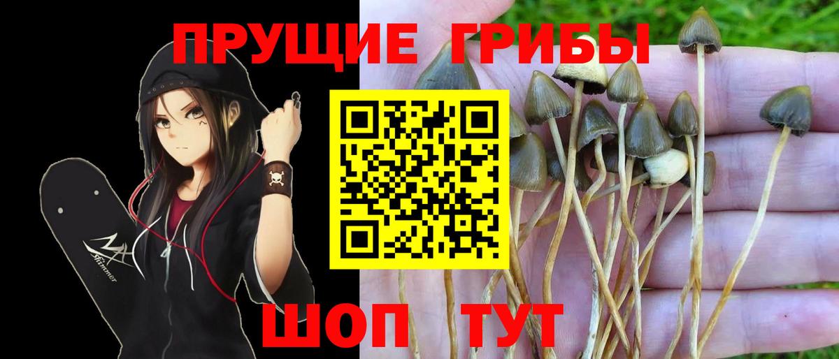 Псилоцибиновые грибы Psilocybe  Псилоцибиновые грибы Psilocybine cubensis  Урюпинск  Вход с VPN 