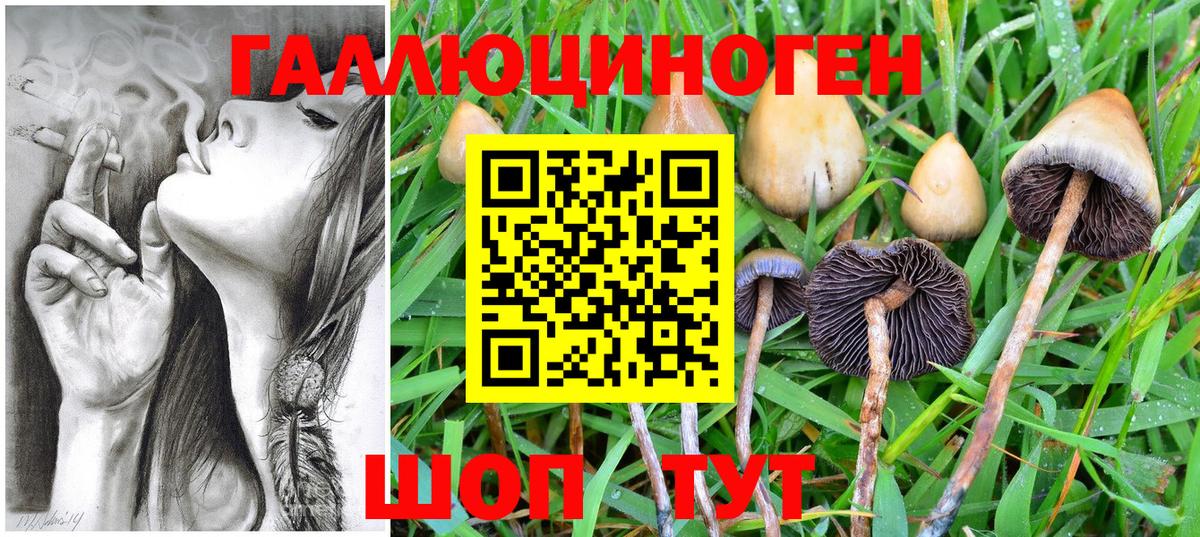 Галлюциногенные грибы Psilocybe Урюпинск